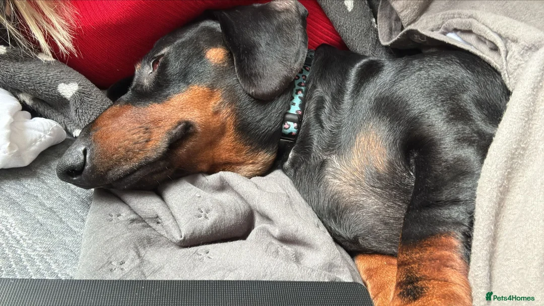 Dachshund dogs for sale: Standard dachshund puppies  - Advert 4