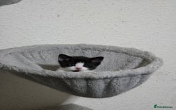 Mixed Breed cats for sale: Meet Leo: Cutest Black & White Furball ull See! - Image 3
