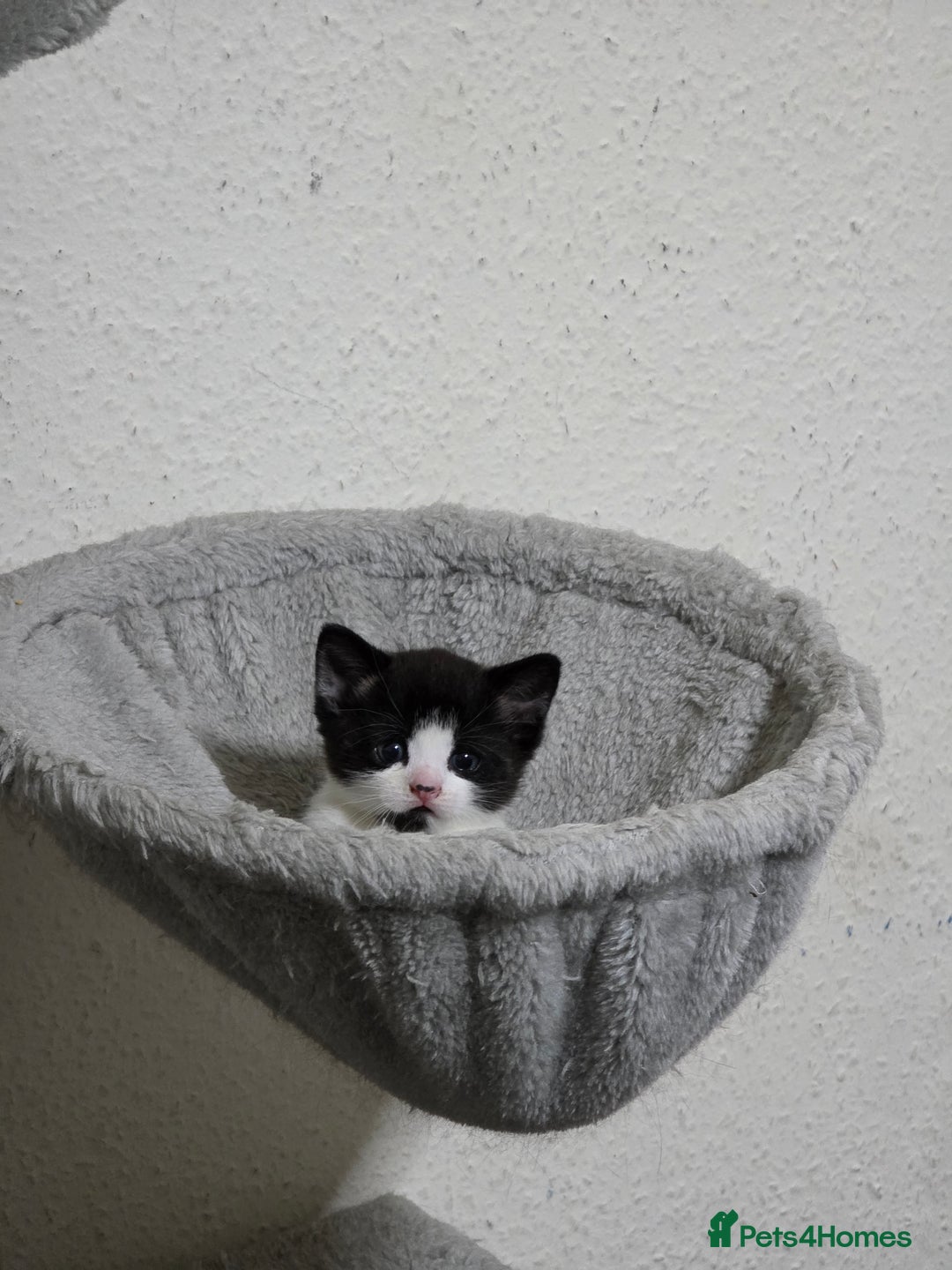 Mixed Breed cats for sale: Meet Leo: Cutest Black & White Furball ull See! - Image 3