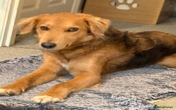 Mixed Breed dogs for adoption: Sweet Nathan Is looking for Love  - Image 2