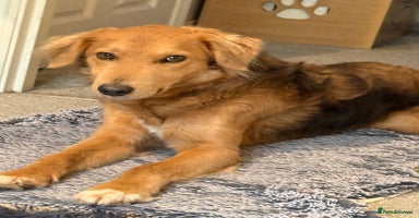 Mixed Breed dogs - Advert 2