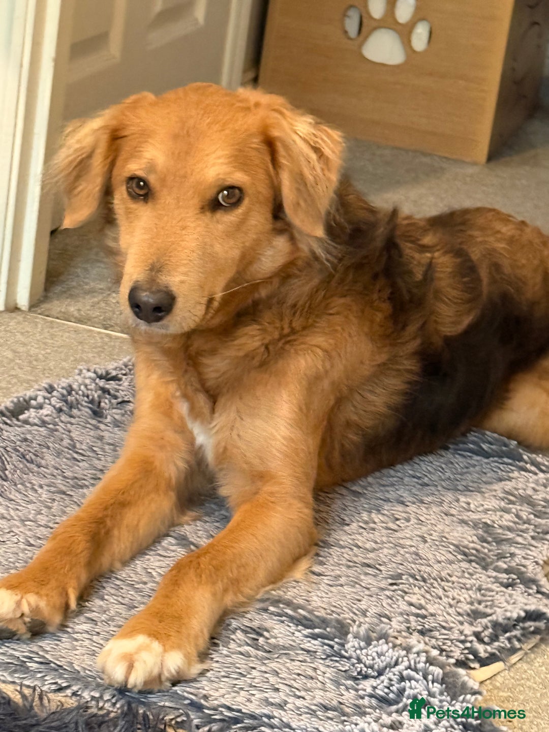 Mixed Breed dogs for adoption: Sweet Nathan Is looking for Love  - Image 2