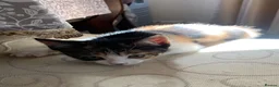 Mixed Breed cats for sale: Ready to go. Two girls and a boy Kuril bobtail mix - Advert 13