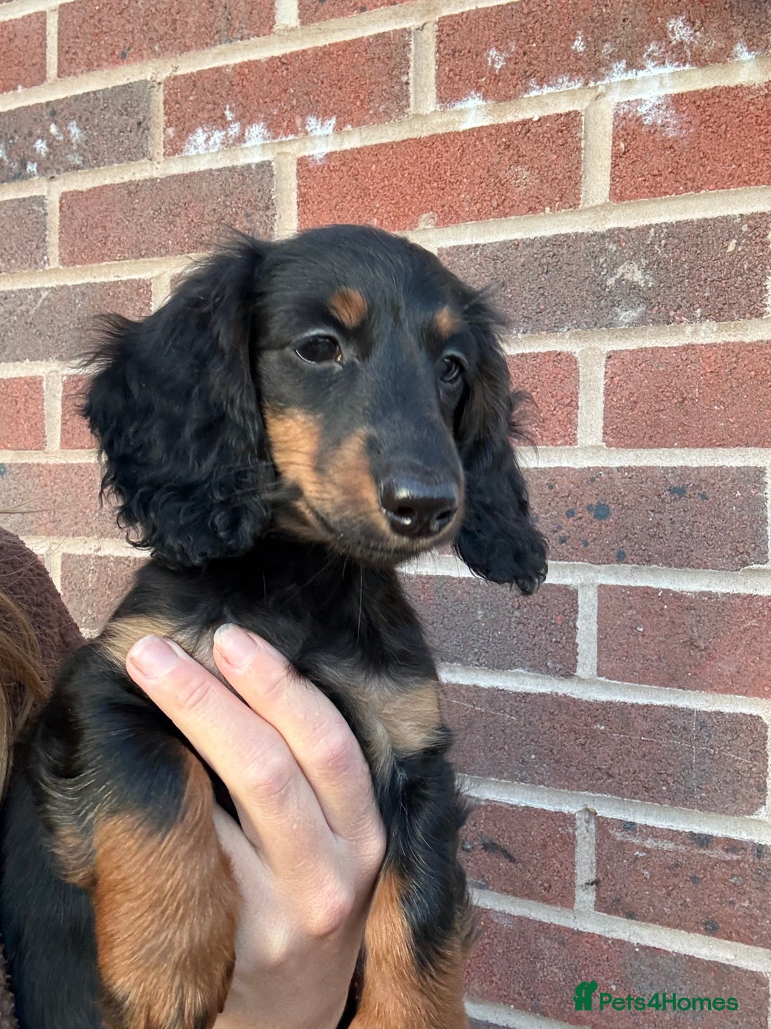 Miniature Dachshund dogs for sale: ⭐️KC Russian champ PRA clear long haired minis⭐️ - Advert 3