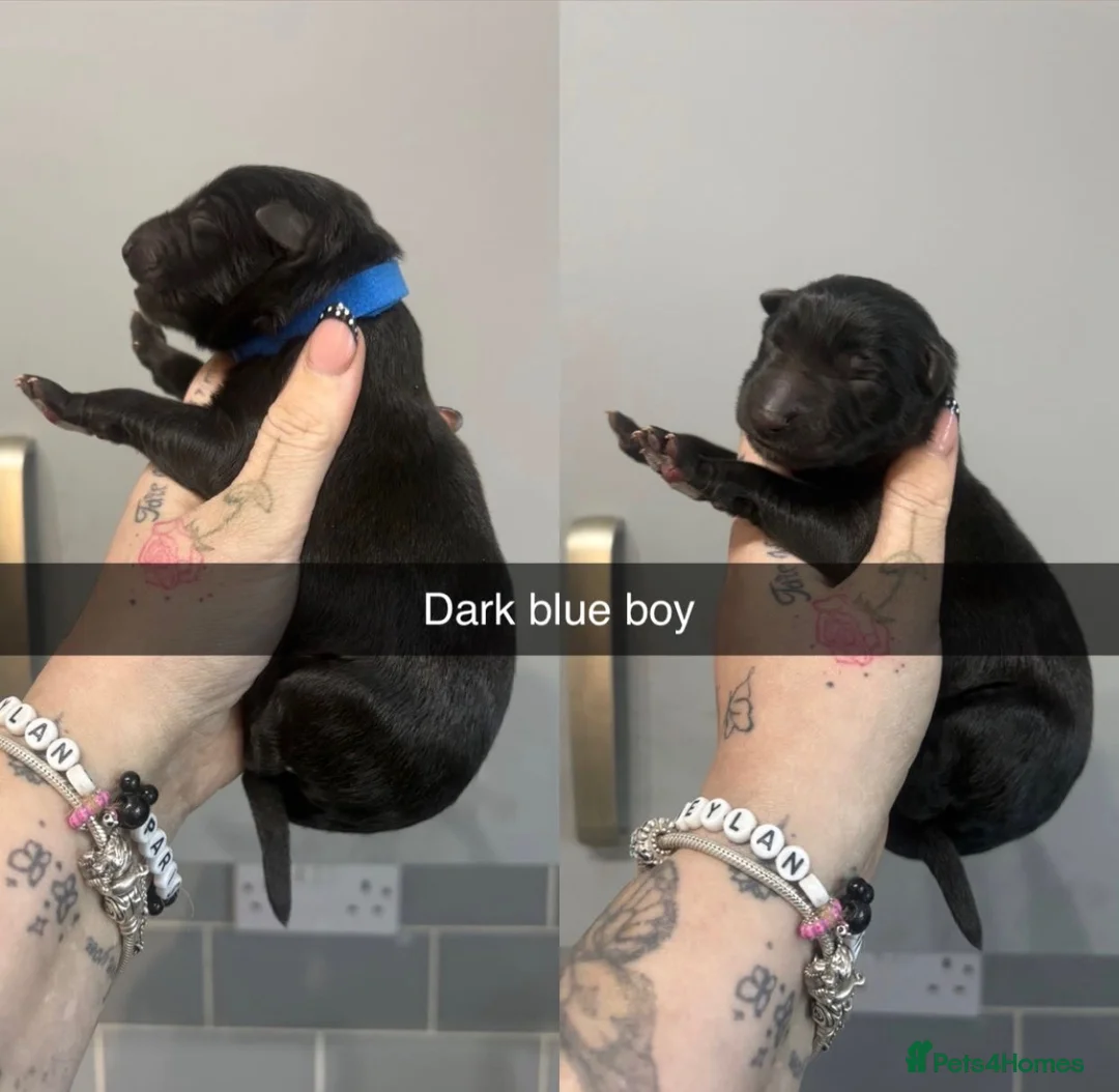 German Shepherd dogs for sale: German shepherd black  in Halifax - Advert 11