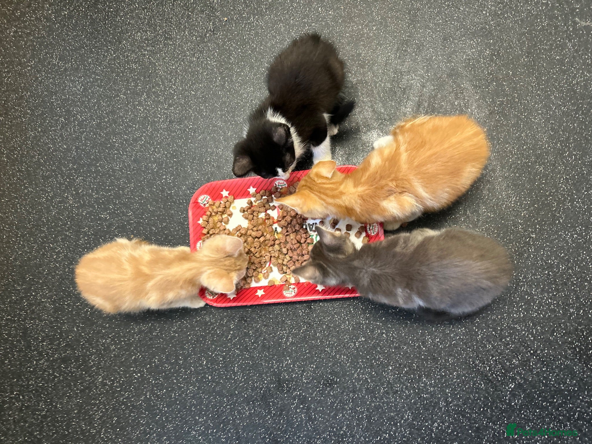 Mixed Breed cats 4 BABIES NEEDING HOMES✅ - Advert 5