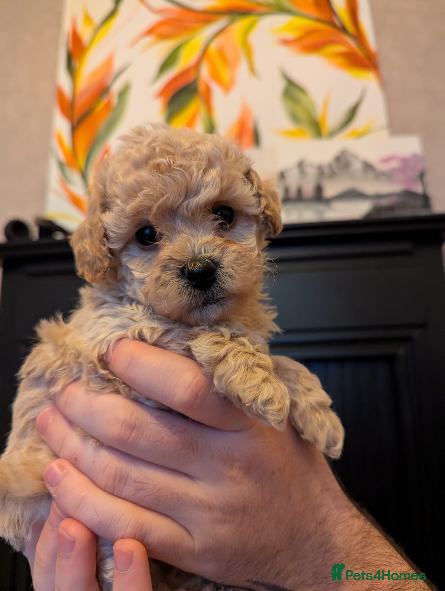 Poochon dogs Last poochon girl, Asian poochon features  - Advert 15