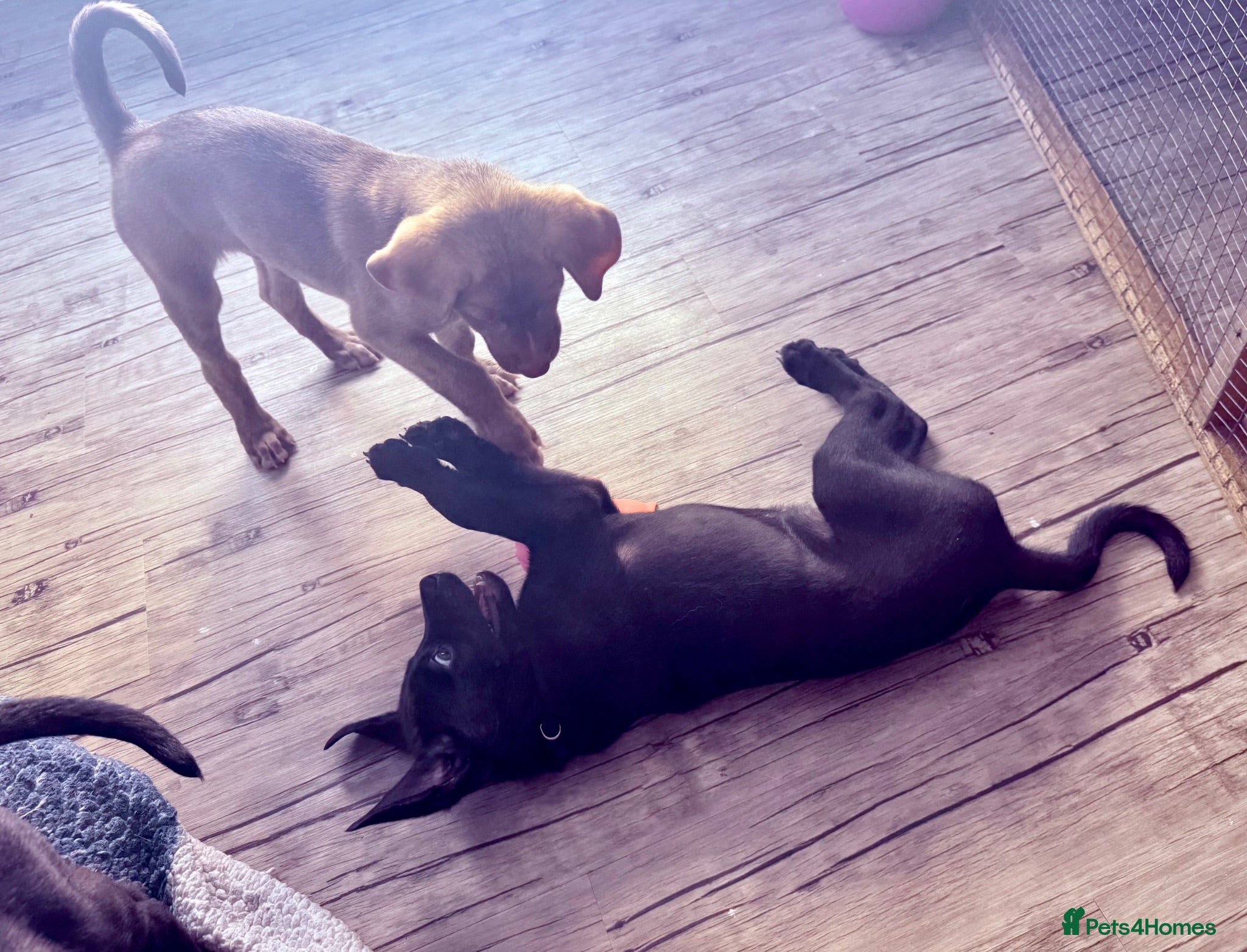 Mixed Breed dogs Gorgeous Siberian Shepsky x Weimaraner Puppies  - Advert 2