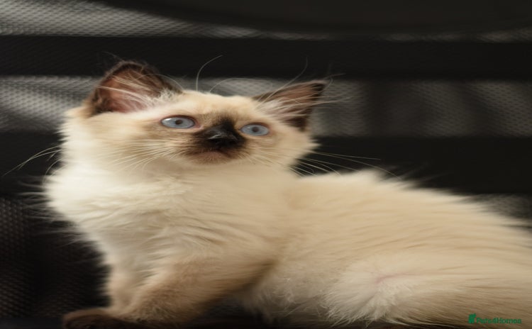 Ragdoll cats - Advert 12