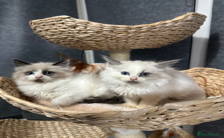 Siberian cats - Advert 1