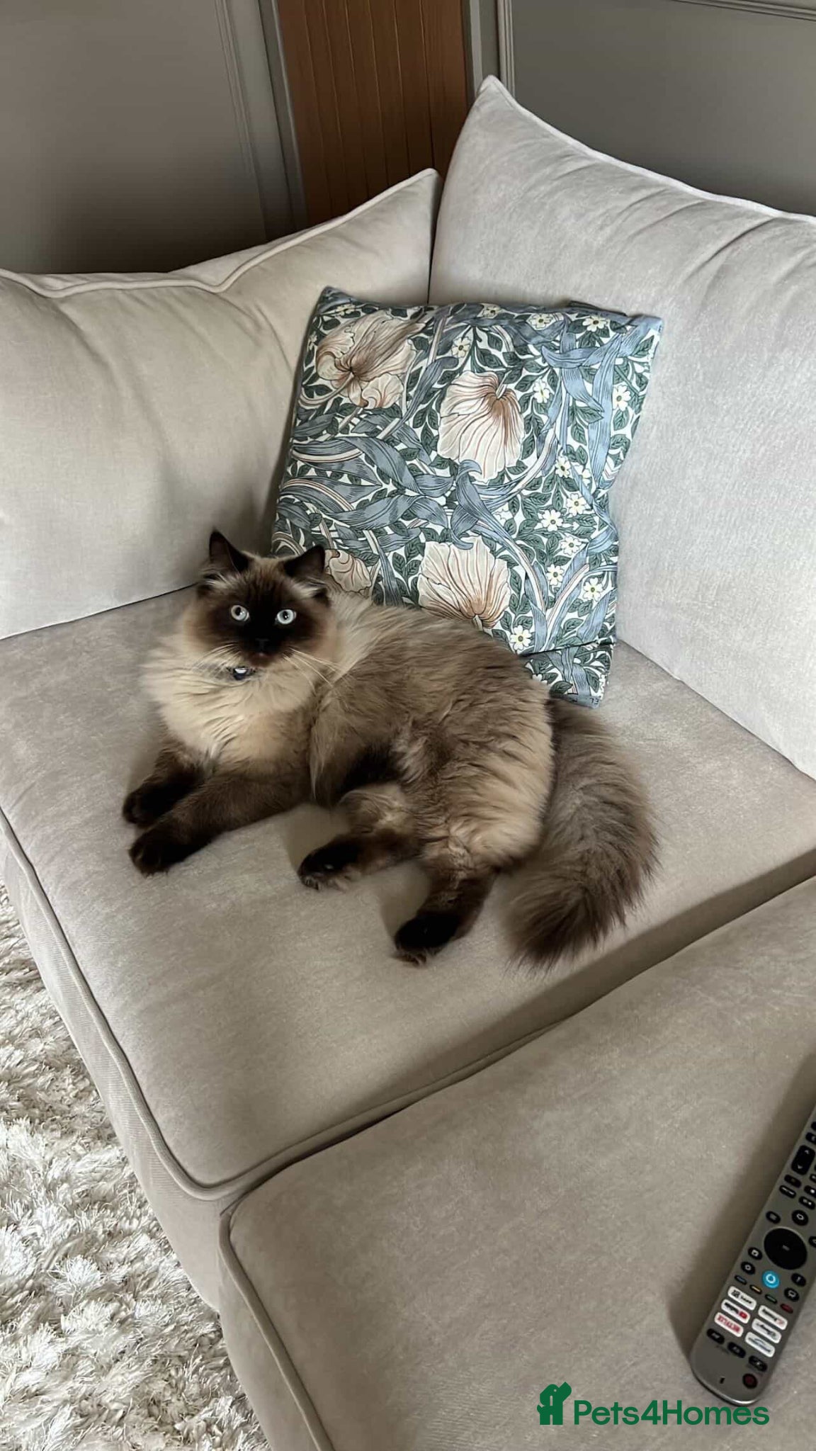 Ragdoll cats Boris the Ragdoll  - Advert 7