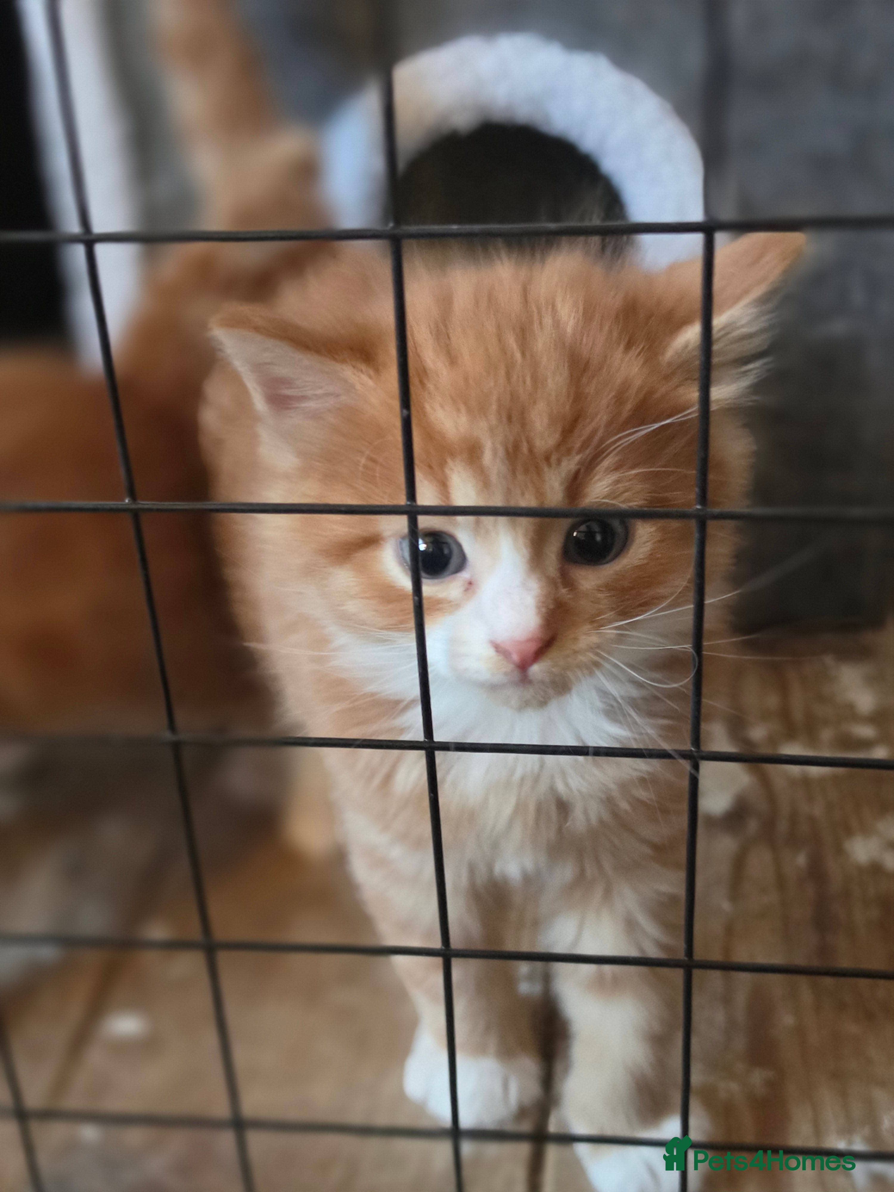 Mixed Breed cats Adorable ginger and tortishell kittens - Advert 2