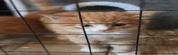 Mixed Breed cats for sale: Adorable ginger and tortishell kittens - Advert 2