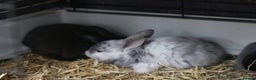 Mixed Breed rabbits for sale: Beautiful bunny's  - Advert 5