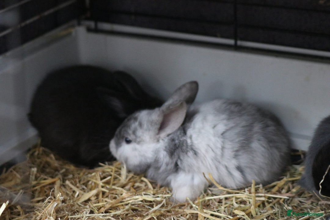 Mixed Breed rabbits for sale: Beautiful bunny's  - Advert 5
