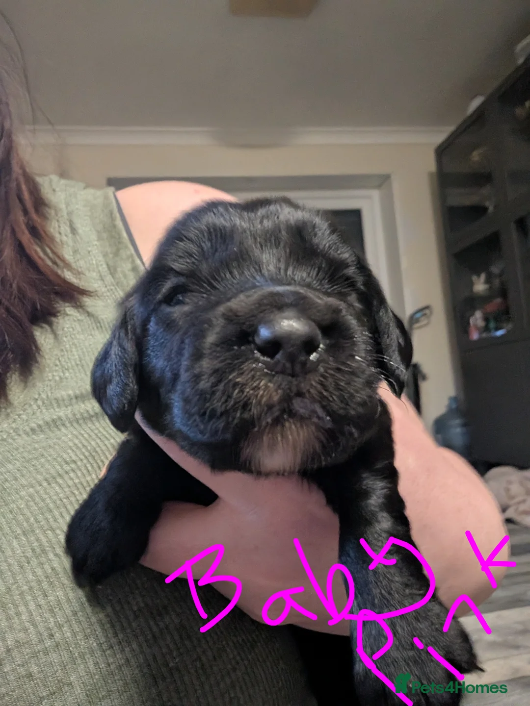 Sprocker dogs for sale: Sprocker spaniel - Advert 2