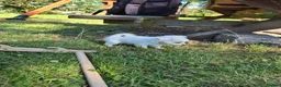 Chihuahua dogs for sale: Stunning Long-Haired Chihuahua Puppies in Guildford - Advert 4