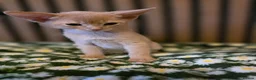 Abyssinian cats for sale: Beautiful Aby kitten  - Advert 13