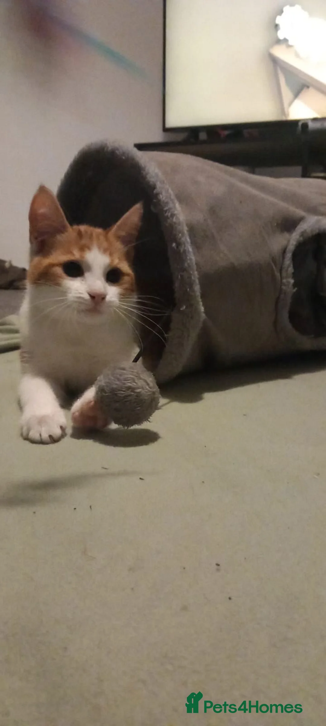 Mixed Breed cats for sale: 6 Month Old Kitten For Sale - Advert 7