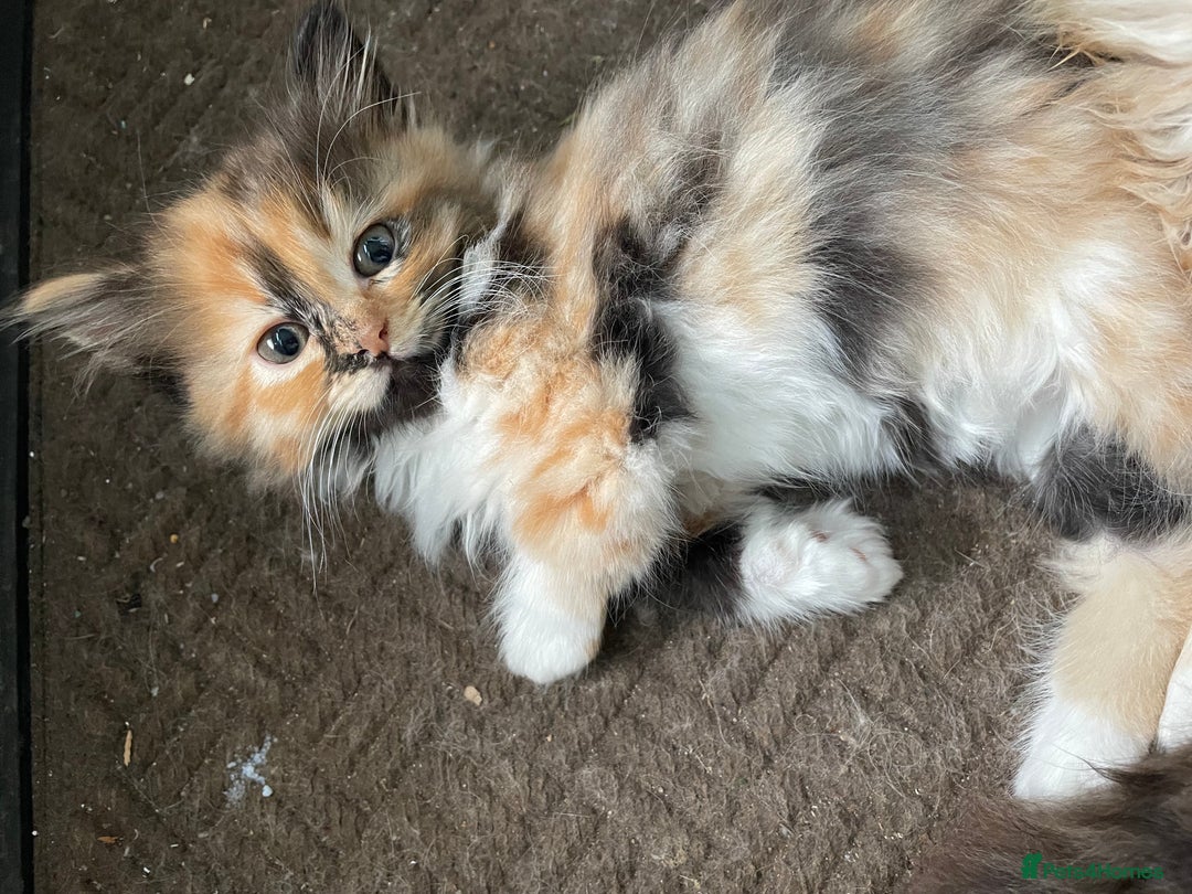 Mixed Breed cats for sale: 🎃 Cute Fluffy Kittens – Persian x BSH Mix - Image 1