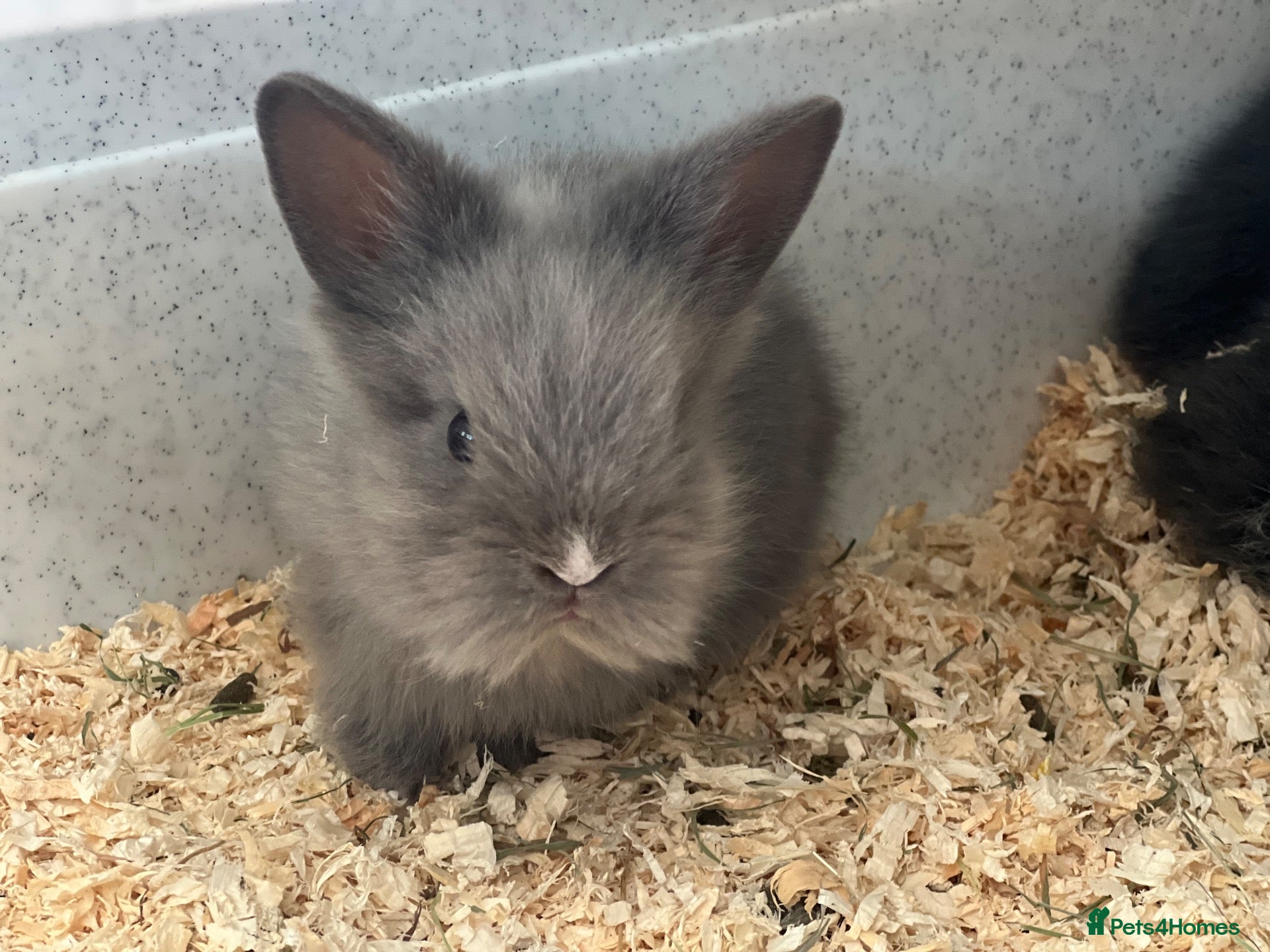 Lionhead rabbits Beautiful Double Lionhead Baby Rabbits  - Advert 2