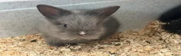 Lionhead rabbits for sale: Beautiful Double Lionhead Baby Rabbits  - Advert 2
