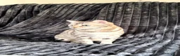 Bengal cats for sale: Tempest Bengal TICA registered kittens  - Advert 20
