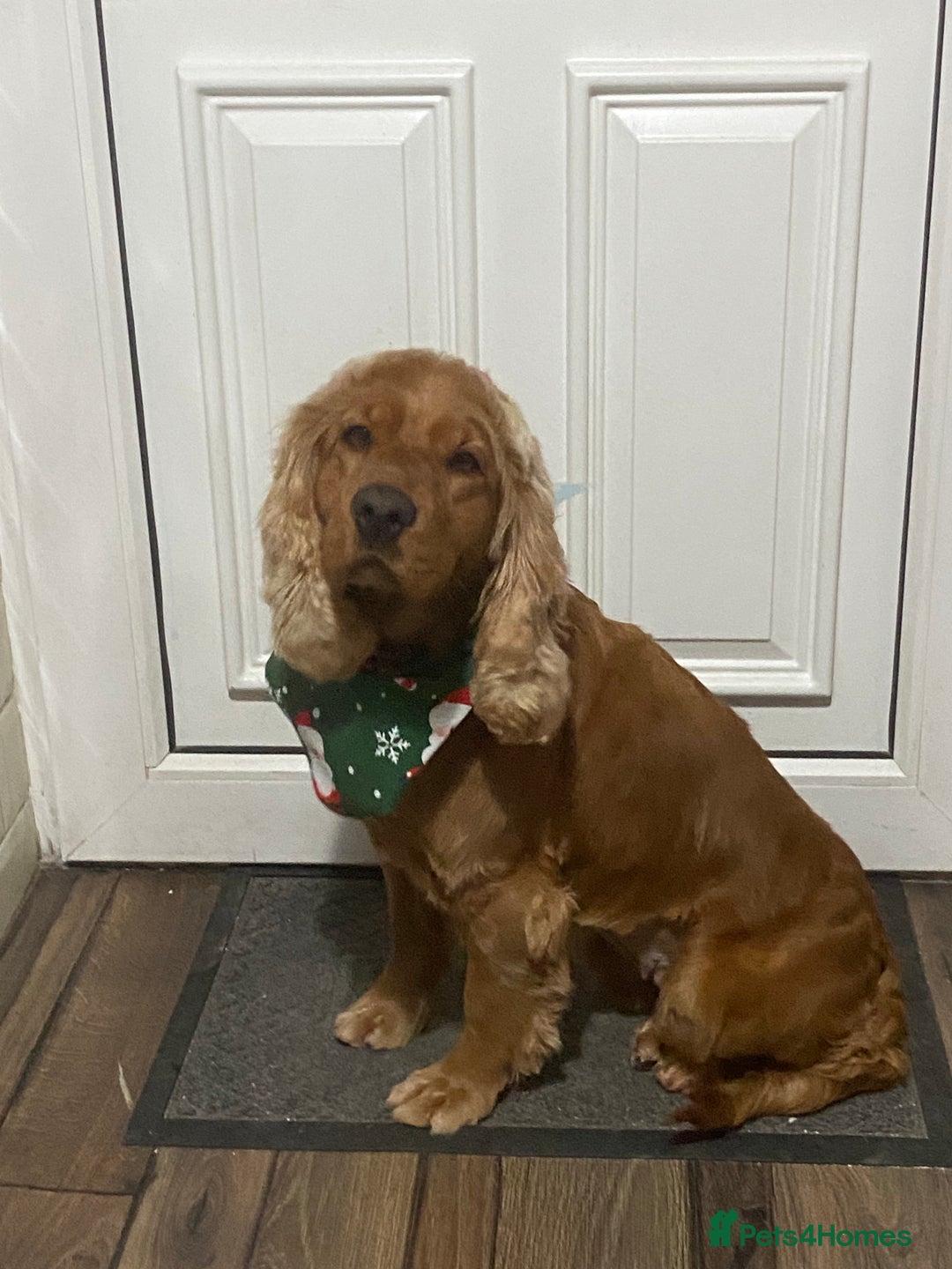 Cockapoo dogs for sale: Beautiful 8 week old cockapoo puppies - Advert 1