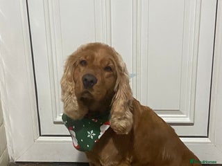 Cockapoo dogs Beautiful 8 week old cockapoo puppies - Advert 1