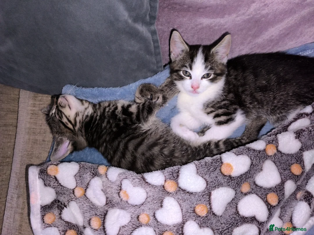 Mixed Breed cats for sale: Whiskey is looking for a loving home  - Advert 5