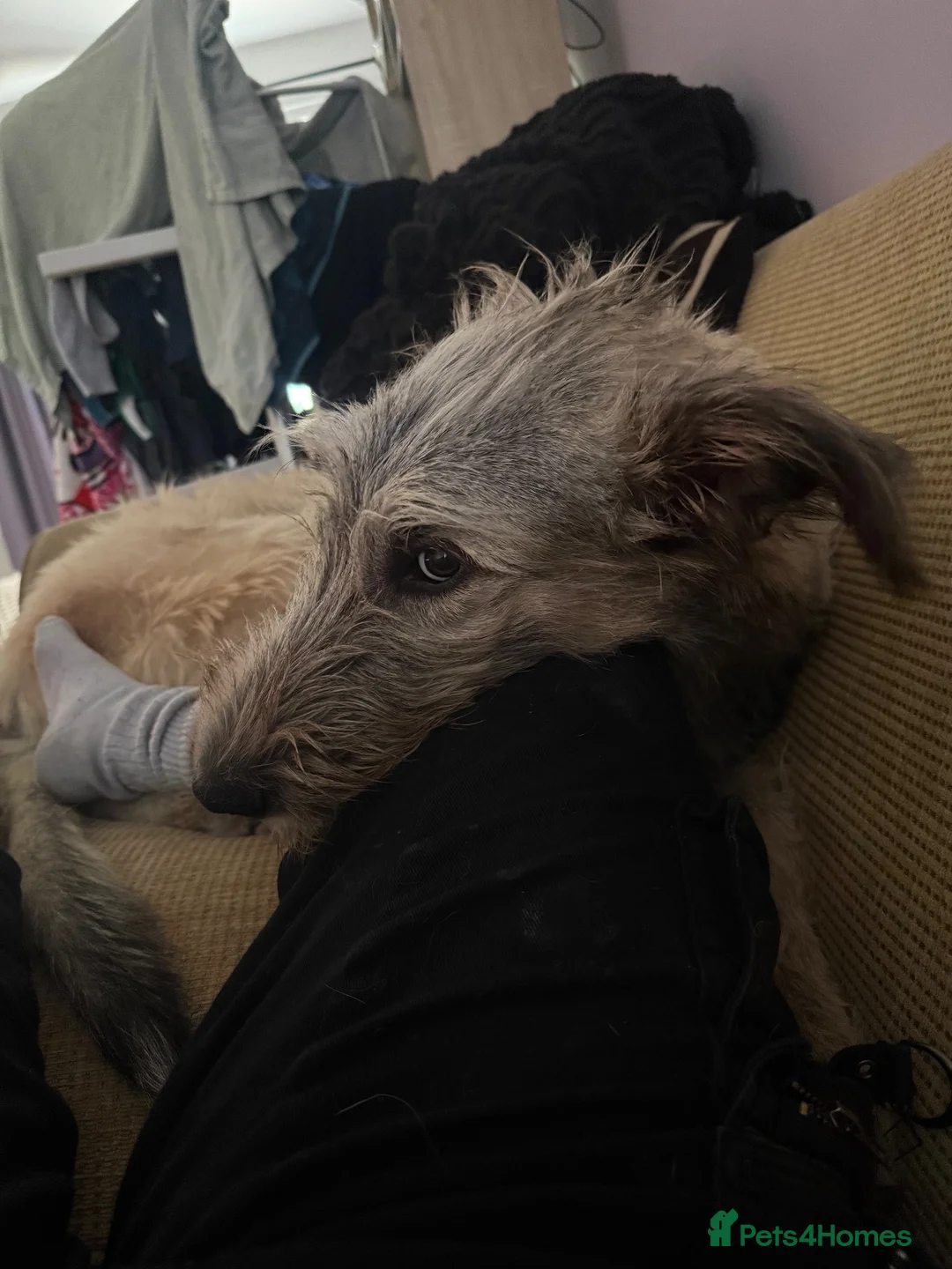 Irish Wolfhound dogs for sale: Baby Irish wolfhound  in Bournemouth - Advert 1