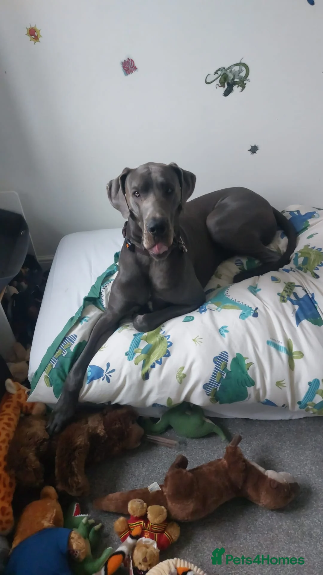 Great Dane dogs for stud: Blue Great Dane for stud - Advert 2