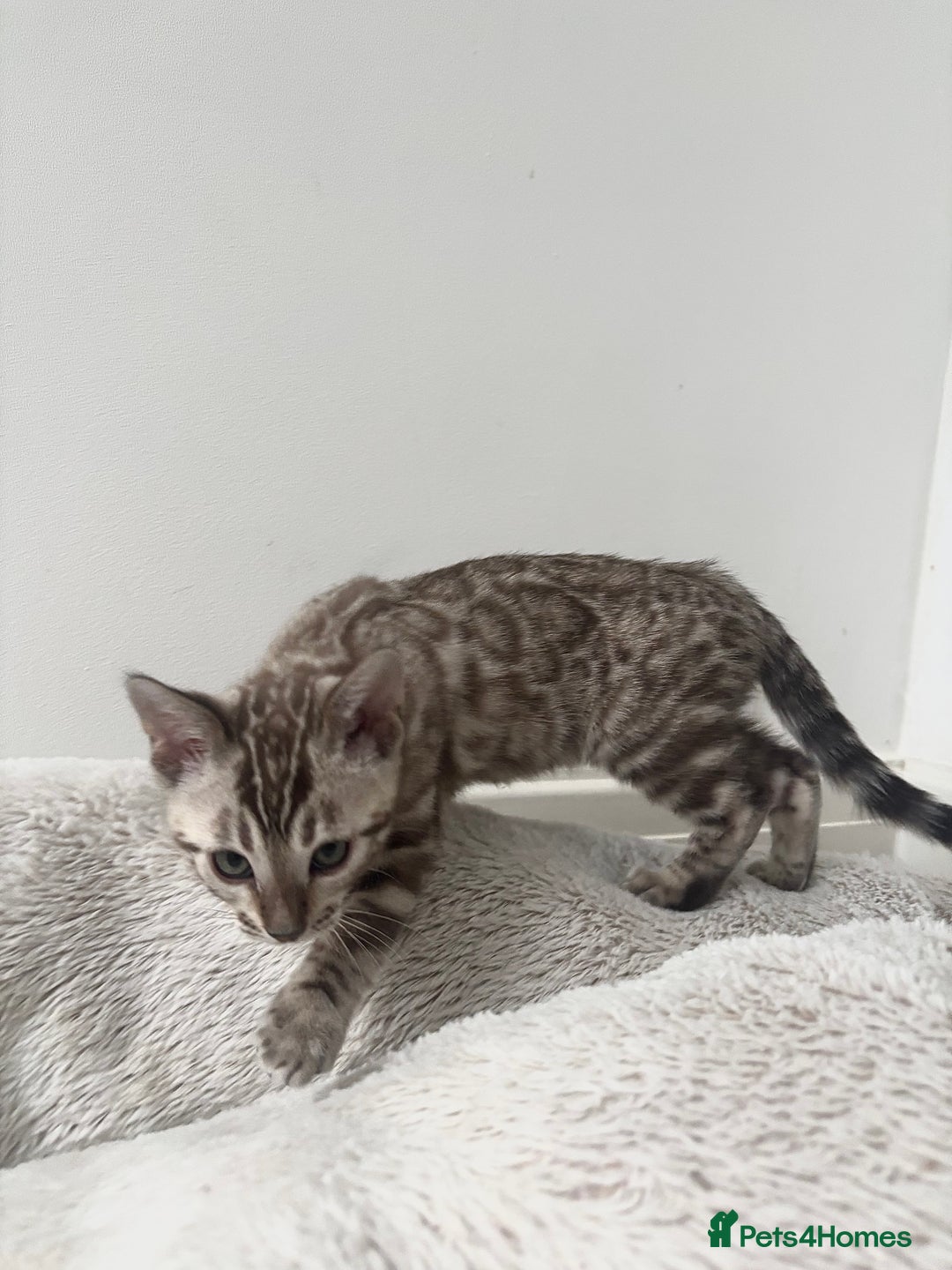 Bengal cats for sale: Pure Bengal kittens ready to go - Advert 3