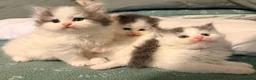 Mixed Breed cats for sale: Super cute Mainecoon x Persian  - Advert 9