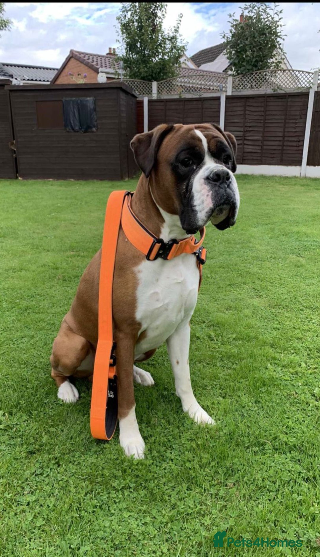 Boxer dogs for sale: Zero heart score mum. Only one puppy left - Image 11