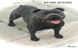 Staffordshire Bull Terrier dogs for stud: PRINCE- SOLID BLUE CHAMPION BRED in Smethwick - Image 2