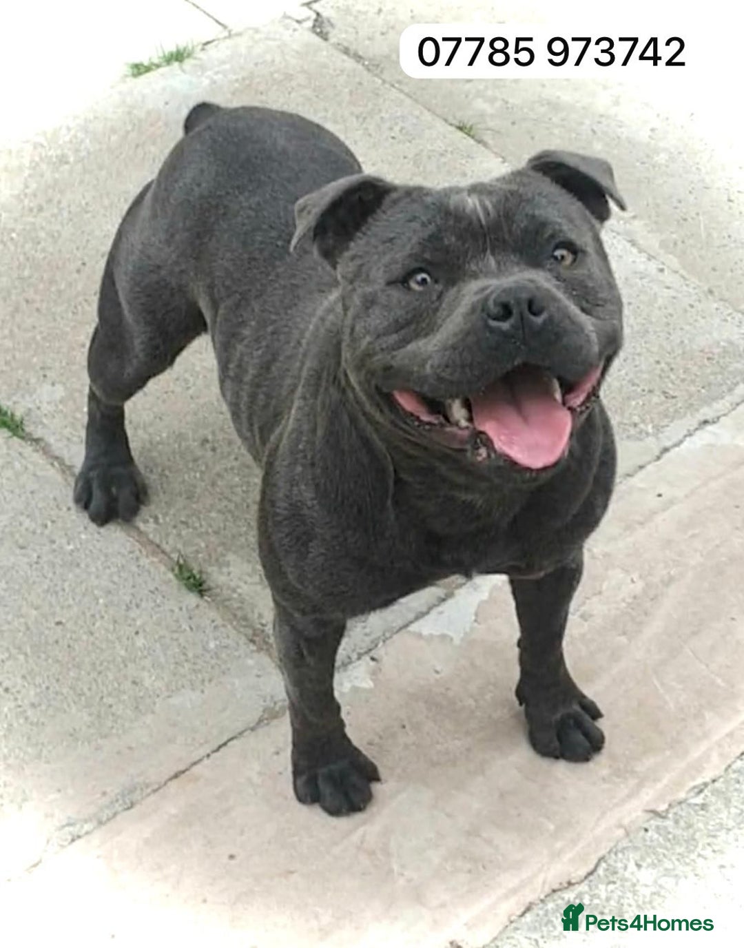 Staffordshire Bull Terrier dogs for stud: PRINCE- SOLID BLUE CHAMPION BRED in Smethwick - Image 2