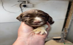English Springer Spaniel dogs for sale: Springer Spaniel Puppies  - Image 17