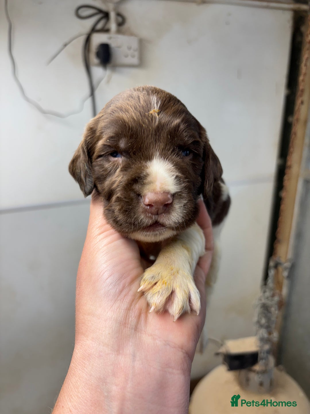 English Springer Spaniel dogs for sale: Springer Spaniel Puppies  - Image 17