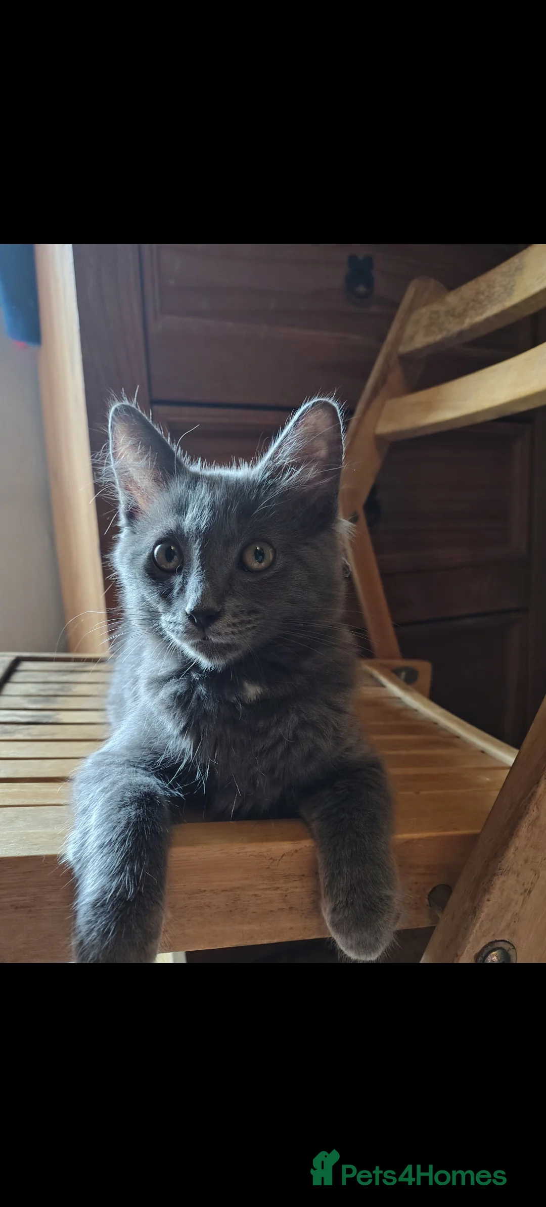 Mixed Breed cats for sale: 2 LEFT domestic x ragdoll mix kittens - Advert 2