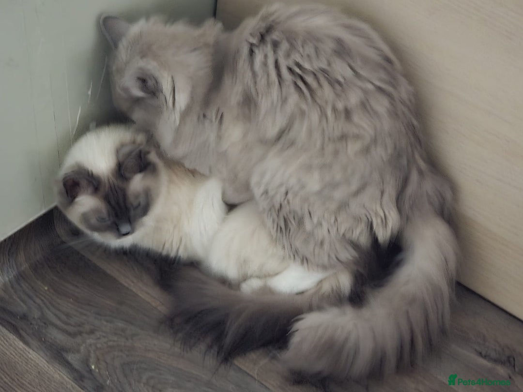 Ragdoll cats for sale: Blue mink / cherubim boy. TICA Active - Advert 7