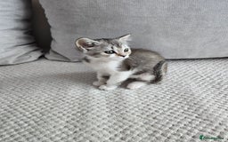 Scottish Fold cats for sale: Scottish Straight purebred kittens  - Image 21