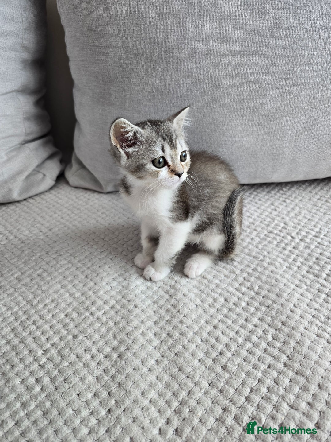 Scottish Fold cats for sale: Scottish Straight purebred kittens  - Image 21