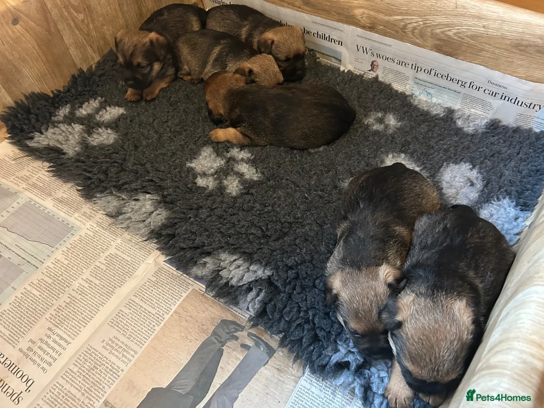 Border Terrier dogs for sale: 3 beautiful boys!  - Advert 2