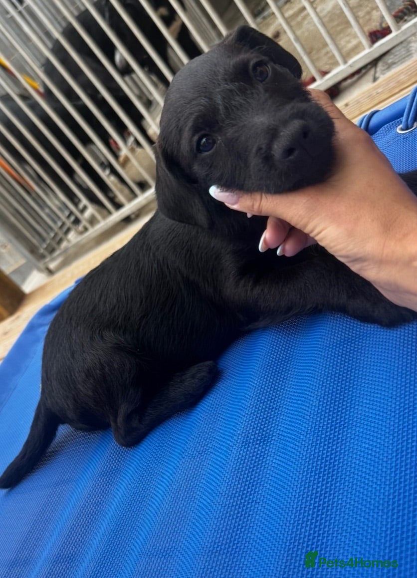 Patterdale Terrier dogs Fell terriers  - Advert 1