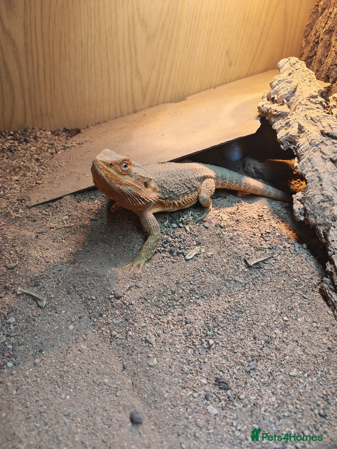 Bearded Dragon reptiles for sale: Bearded dragon with vivarium  in Grimsby - Advert 1
