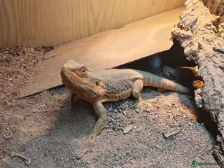 Bearded Dragon reptiles Bearded dragon with vivarium - Advert 1