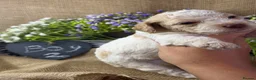 Lagotto Romagnolo dogs for sale: Cuteness overload Lagotto Romangnolo Puppies  - Advert 20
