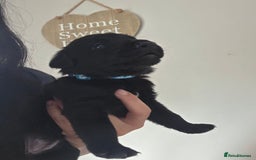 Mixed Breed dogs for sale: Adorable puppies for sale!  - Image 26
