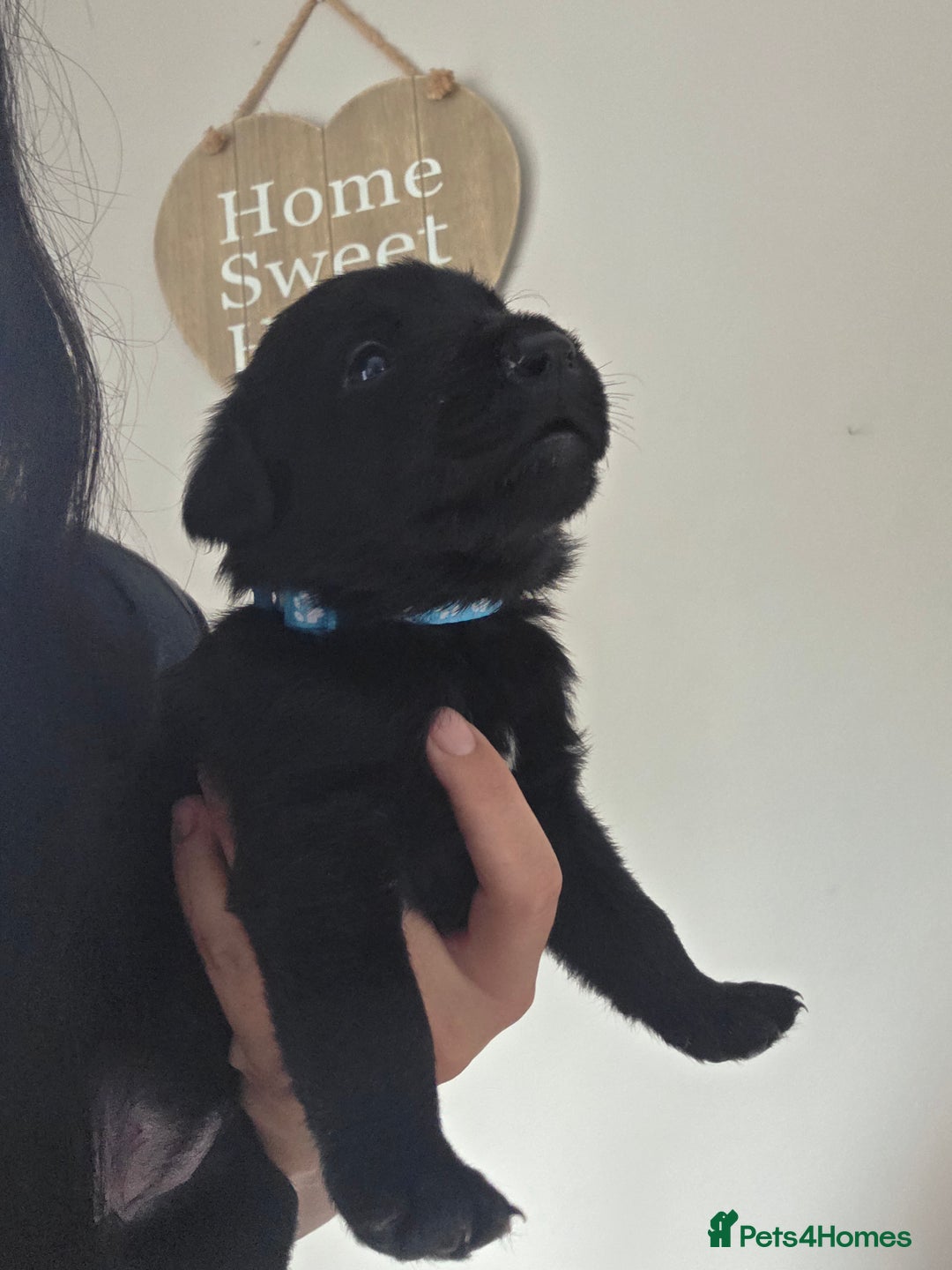 Mixed Breed dogs for sale: Adorable puppies for sale!  - Image 26